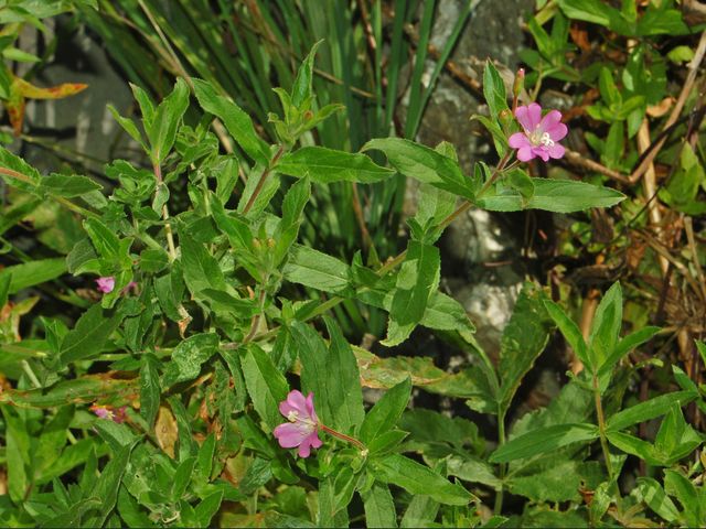 Dei bei fiori rosa - Epilobium hirsutum